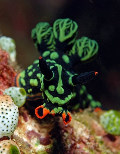 25 Nembrotha kubryana.jpg